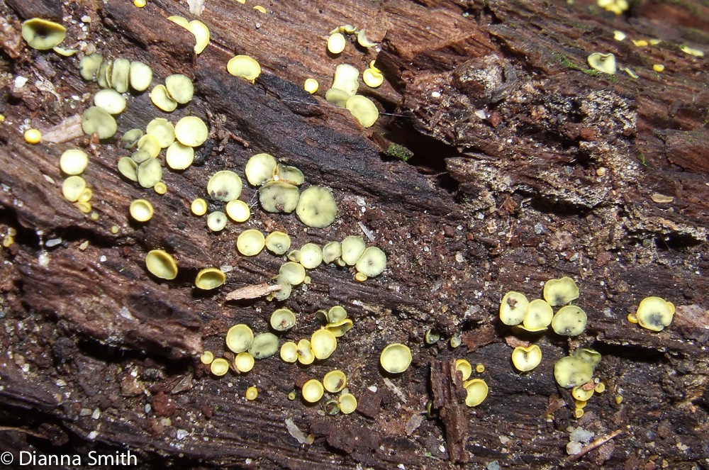 Chlorosplenium chlora 10010107