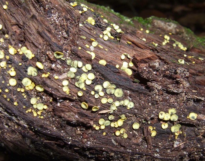 Chlorosplenium chlora 10010107