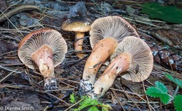 Chroogomphus vinicolor 05890