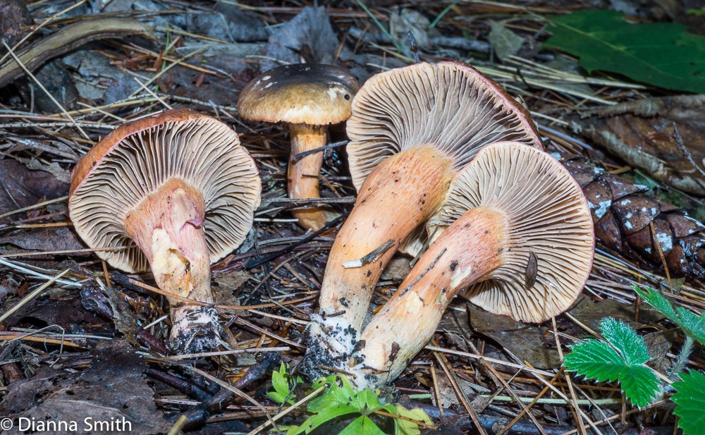Chroogomphus vinicolor 05890