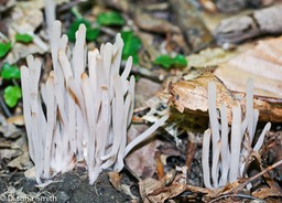 Clavaria fumosa00349