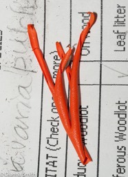 Clavaria pulchra03279