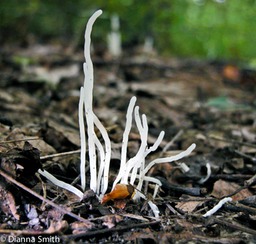 Clavaria vermicularis6045