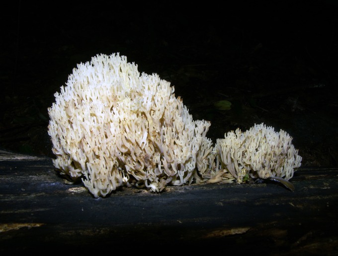 Clavicorona pyxidata3259