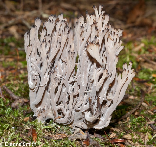 Clavulina cinerea02916