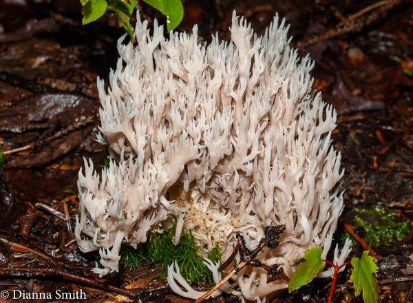 Clavulina cristata 02272