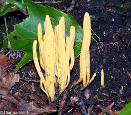 Clavulinopsis fusiformis01765
