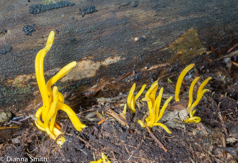 Clavulinopsis laeticolor  05467