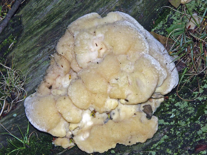 Climacocystis borealis3340