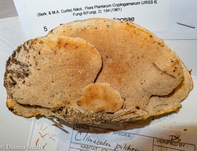 Climacodon pulcherrimus 3418