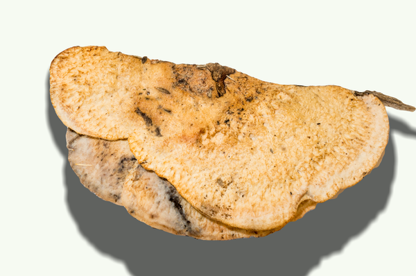 Climacodon pulcherrium 3418