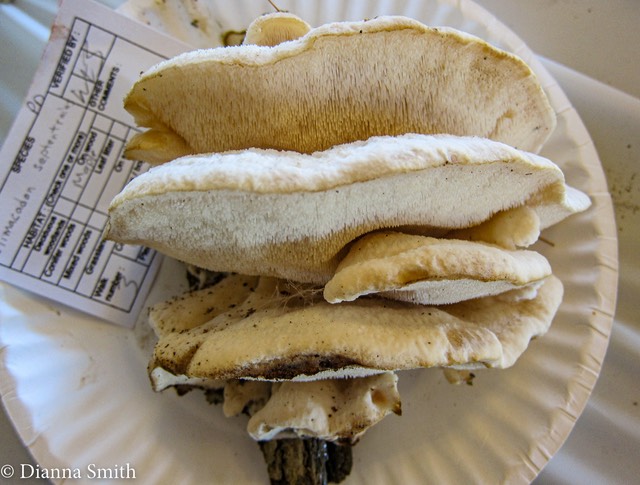 Climacodon septentrionalis 2499