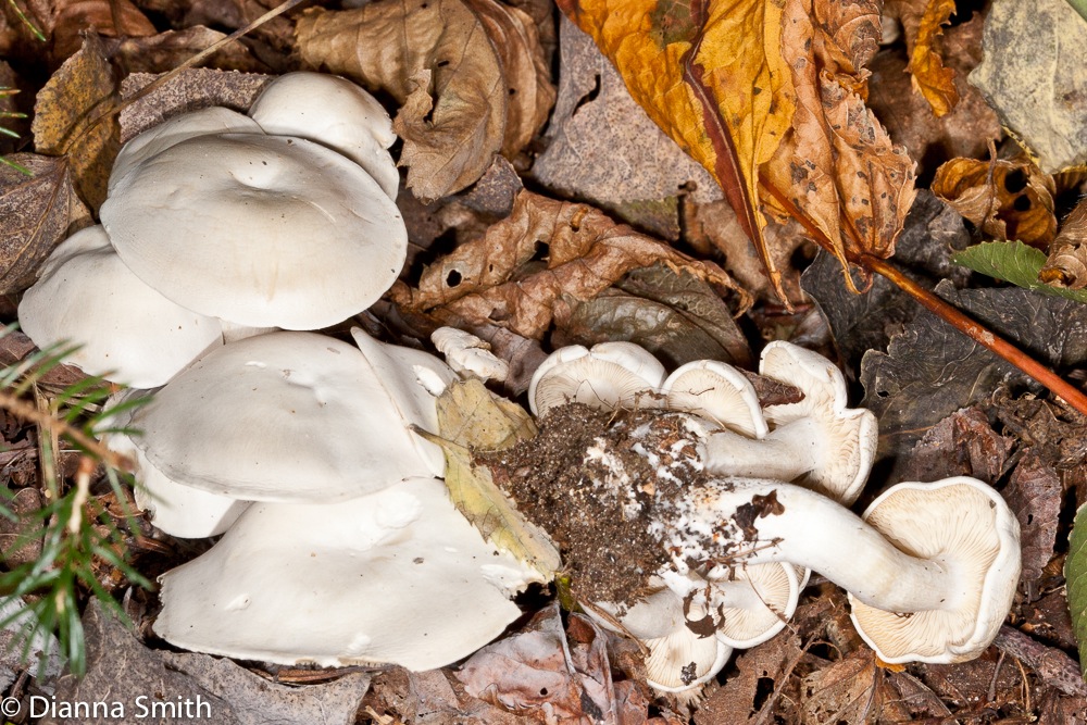 Clitocybe subconnexa6334