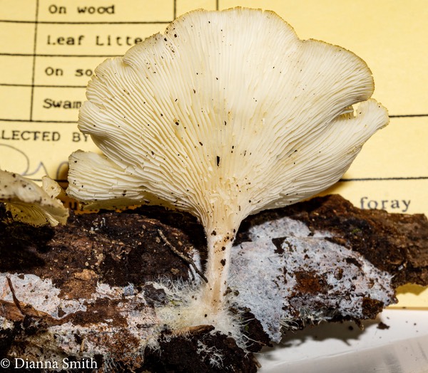 Clitocybe truncicola01534