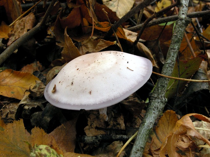 Clitocybe nuda9379