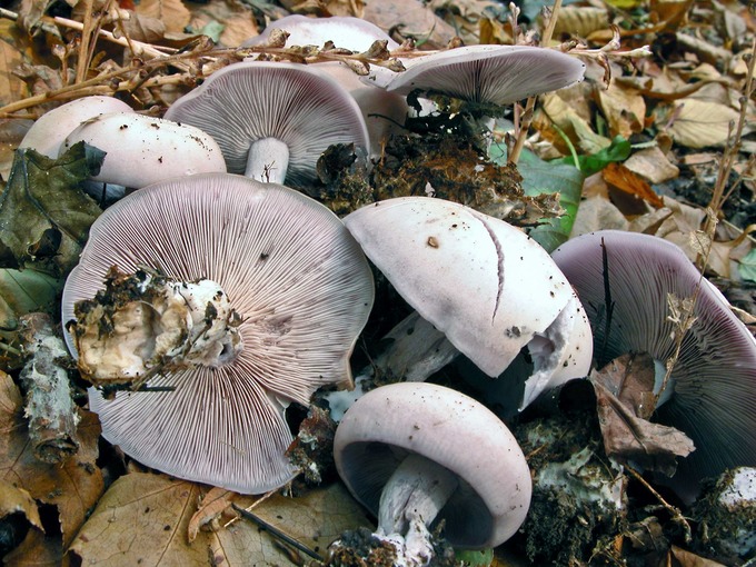 Clitocybe nuda9381