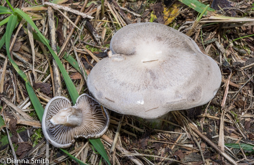 Clitopilus popinalis (Rhodocybe popinalis or mundula 05754