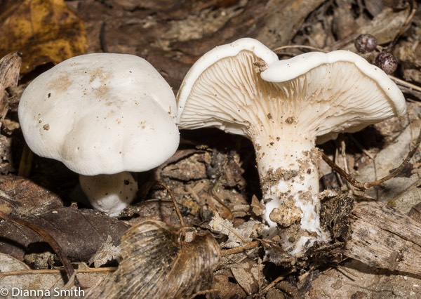 Clitopilus prunulus01910