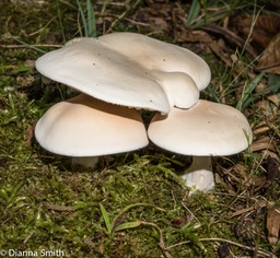 Clitopilus prunulus02633