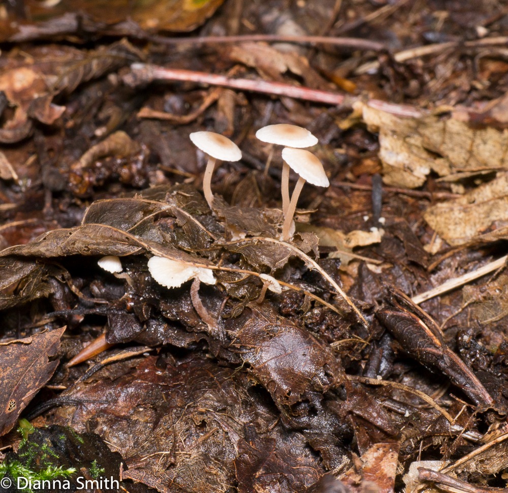 Collybia cirrhata1010592