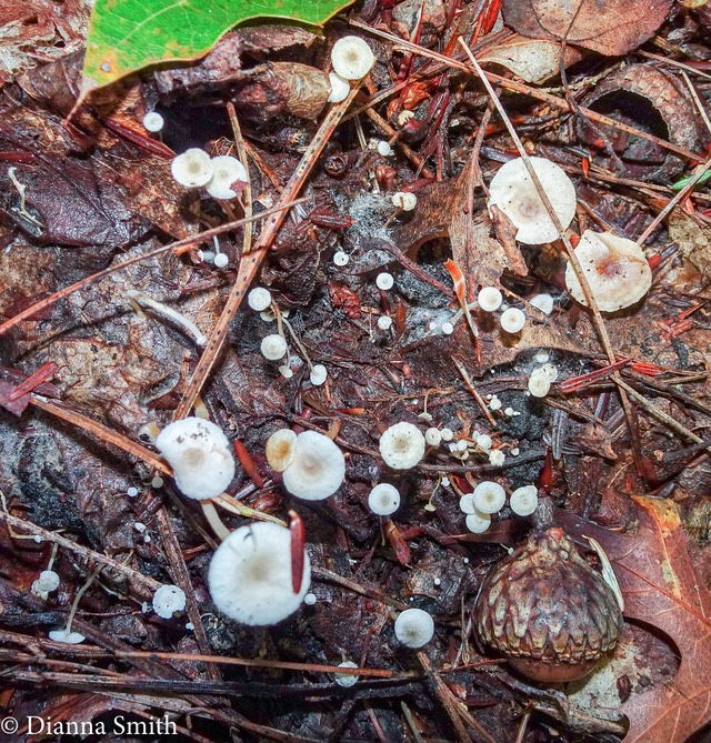 Collybia tuberosa with reddish-brown round sclerotia 04739