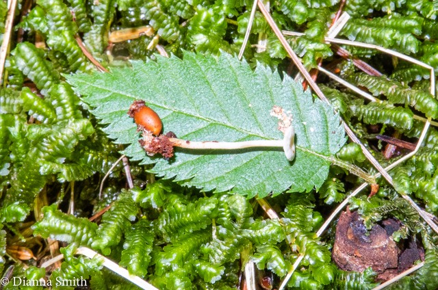 Collybia tuberosa 0484