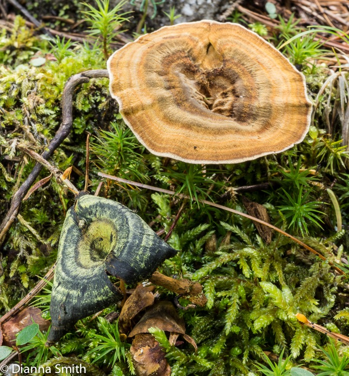 Coltricia perennis01182