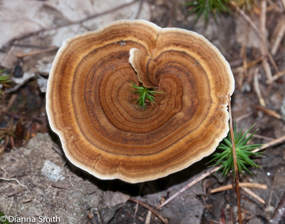 Coltricia perennis1010157