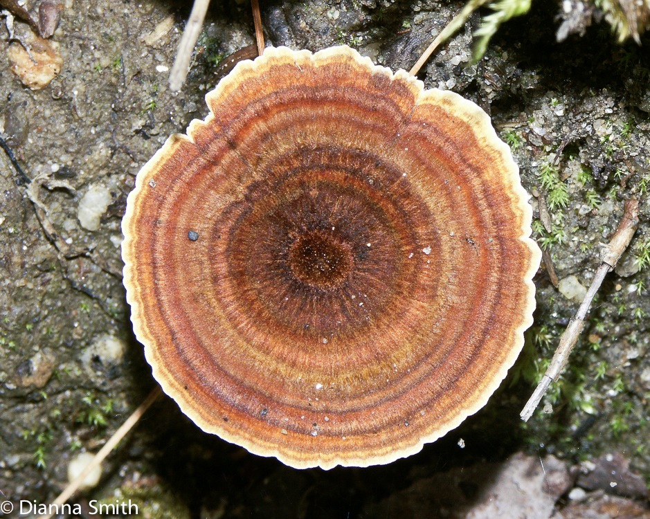 Coltricia perennis1404