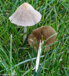 Conocybe apala (Conocybe albipes,lactea)00198