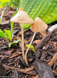 Conocybe apala (Conocybe albipes, lactea)1930
