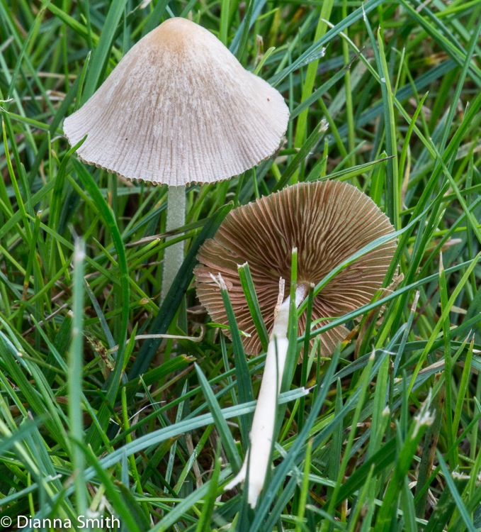 Conocybe apala (Conocybe albipes,lactea)00198