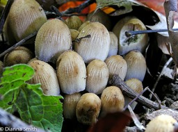 Coprinellus micaceus2163