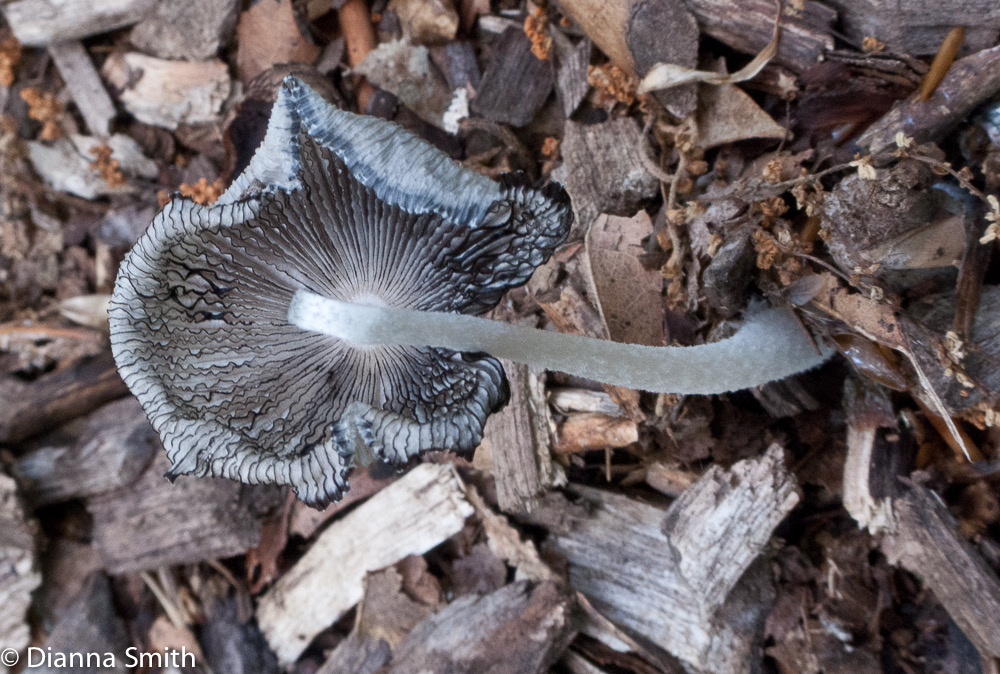 Coprinopsis lagopus (Coprinus lagopus) 1958