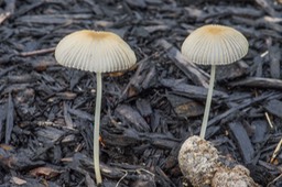 Coprinopsis plicatilis00193