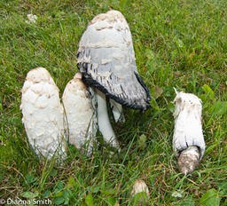 Coprinus comatus0762