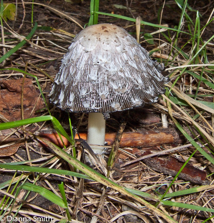 Coprinus comatus5935