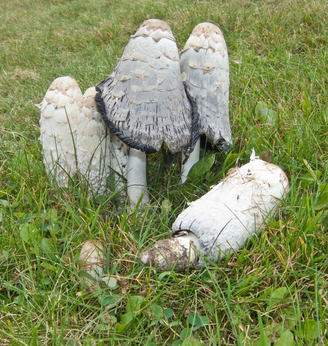 Coprinus comatus0760