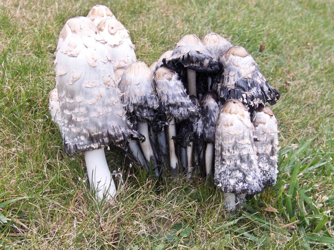 Coprinus comatus0776