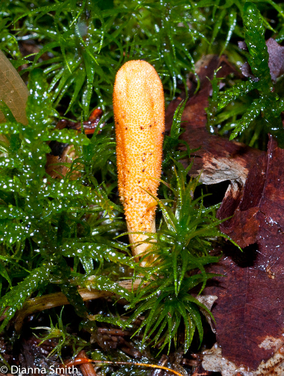 Cordyceps militaris02281