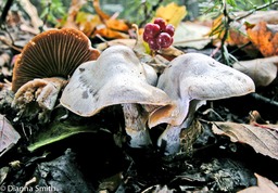 Cortinarius alboviolaceus1422