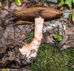 Cortinarius armillatus02226