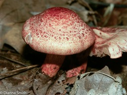 Cortinarius bolaris2110