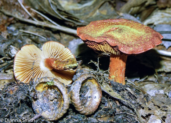 Cortinarius bolaris2958