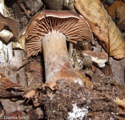 Cortinarius brown cap and pale gills09280041