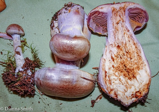 Cortinarius camphoratus 08200