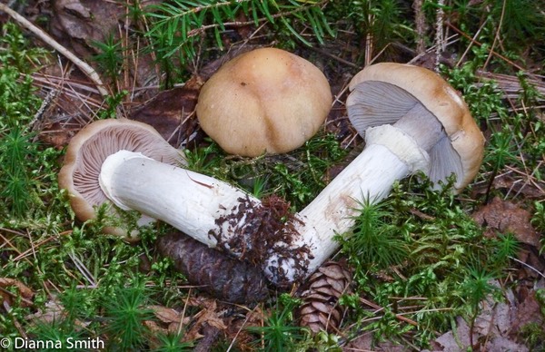 Cortinarius caperatus (Rozites caperata)1020454