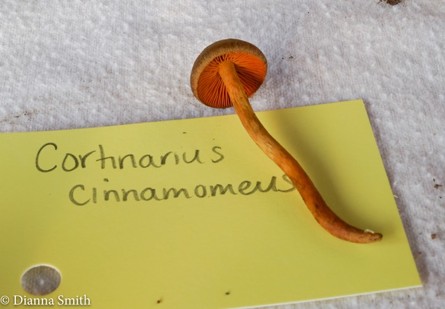 Cortinarius cinnamomeus 02077