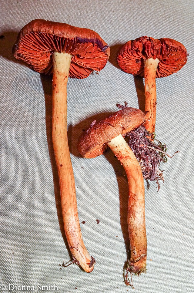 Cortinarius cinnamomeus 08197