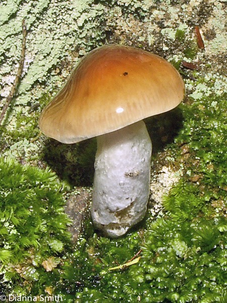 Cortinarius collinitus3558